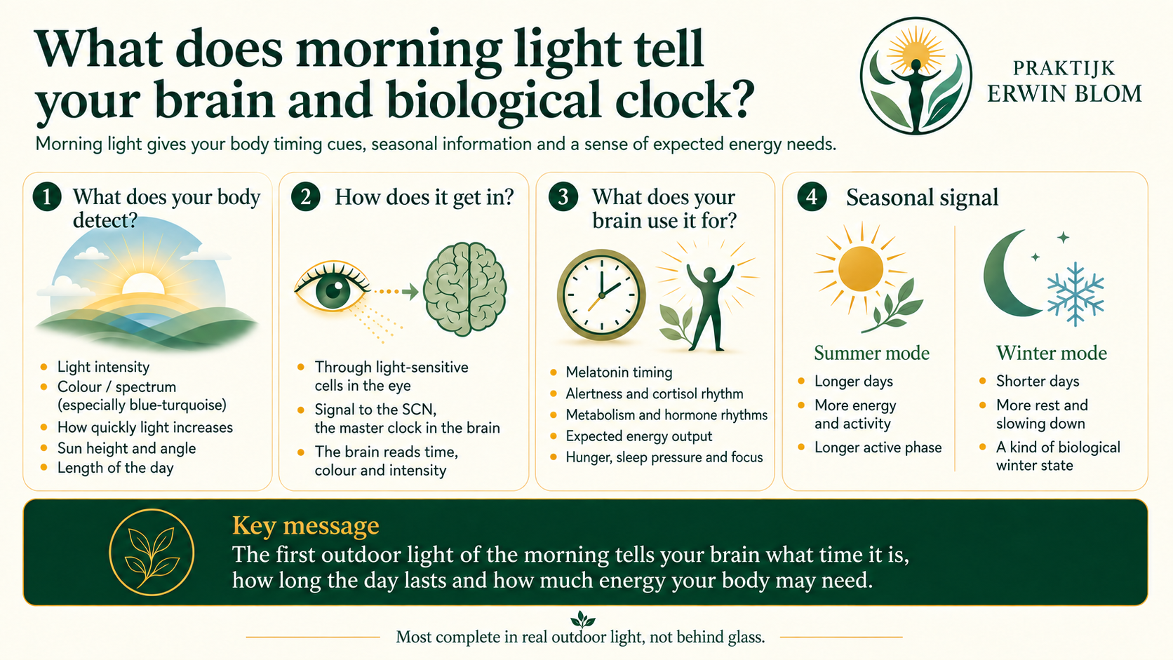 Complete four-part infographic about morning light, the eye, the biological clock and seasonal cues